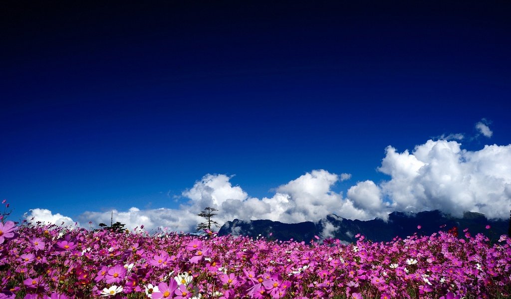 Обои небо, цветы, облака, природа, пейзаж, поле, космея, the sky, flowers, clouds, nature, landscape, field, kosmeya разрешение 2560x1600 Загрузить