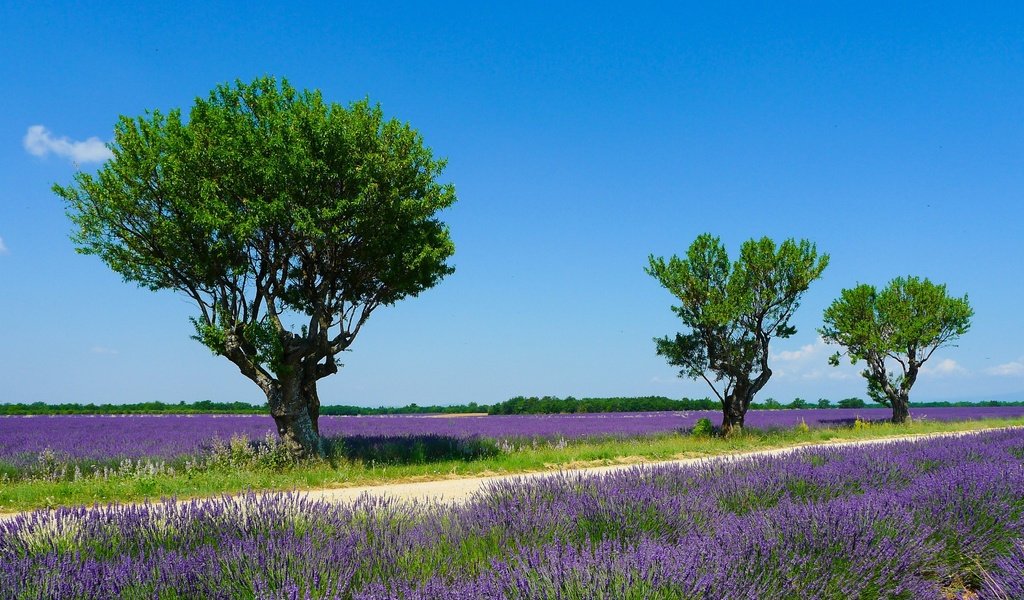 Обои небо, деревья, солнце, поле, лаванда, лето, франция, valensole, the sky, trees, the sun, field, lavender, summer, france разрешение 2260x1350 Загрузить