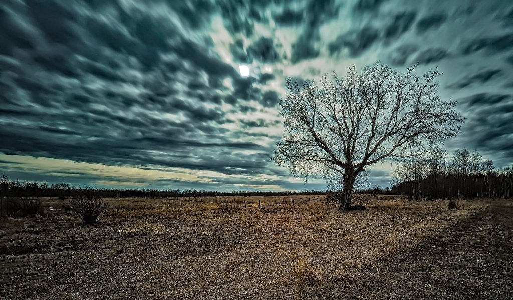 Обои небо, природа, дерево, фон, поле, the sky, nature, tree, background, field разрешение 2048x1304 Загрузить