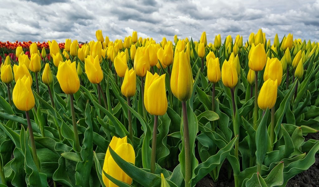 Обои цветение, поле, весна, тюльпаны, желтые, нидерланды, голландия, flowering, field, spring, tulips, yellow, netherlands, holland разрешение 2048x1365 Загрузить
