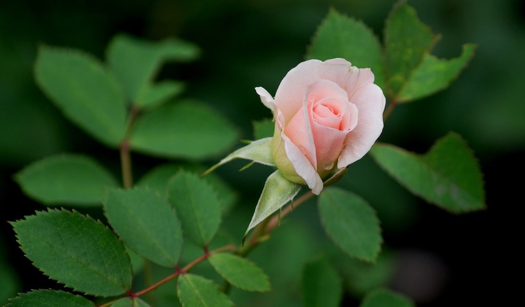 Обои листья, цветок, роза, бутон, розовый, leaves, flower, rose, bud, pink разрешение 1920x1278 Загрузить