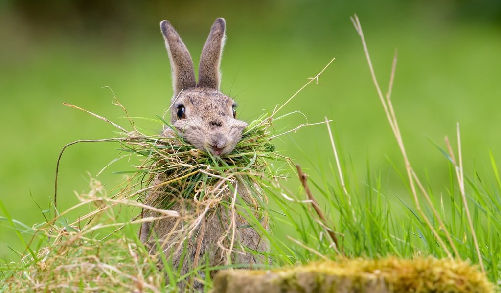 Обои трава, природа, фон, кролик, заяц, nesting rabbit, grass, nature, background, rabbit, hare разрешение 2048x1367 Загрузить