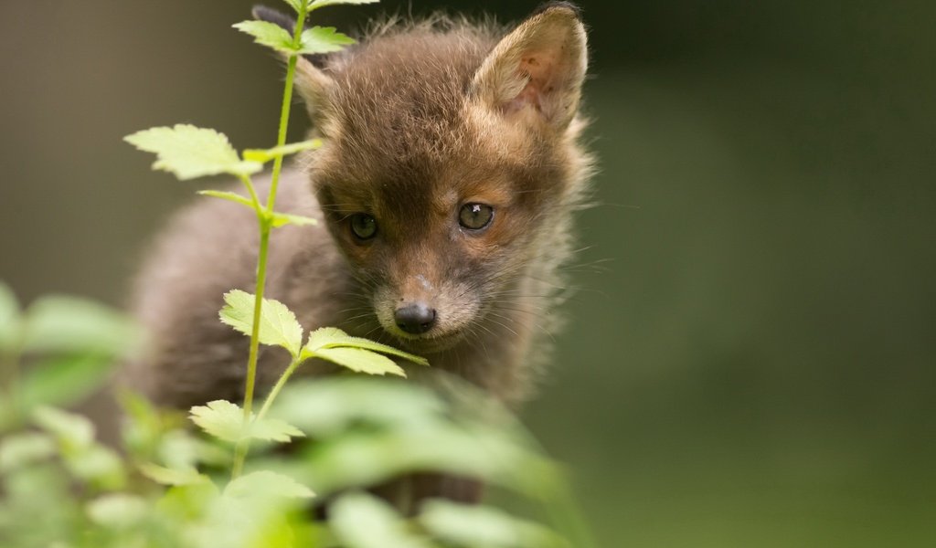 Обои трава, природа, лиса, лисица, животное, лисенок, grass, nature, fox, animal разрешение 2048x1266 Загрузить