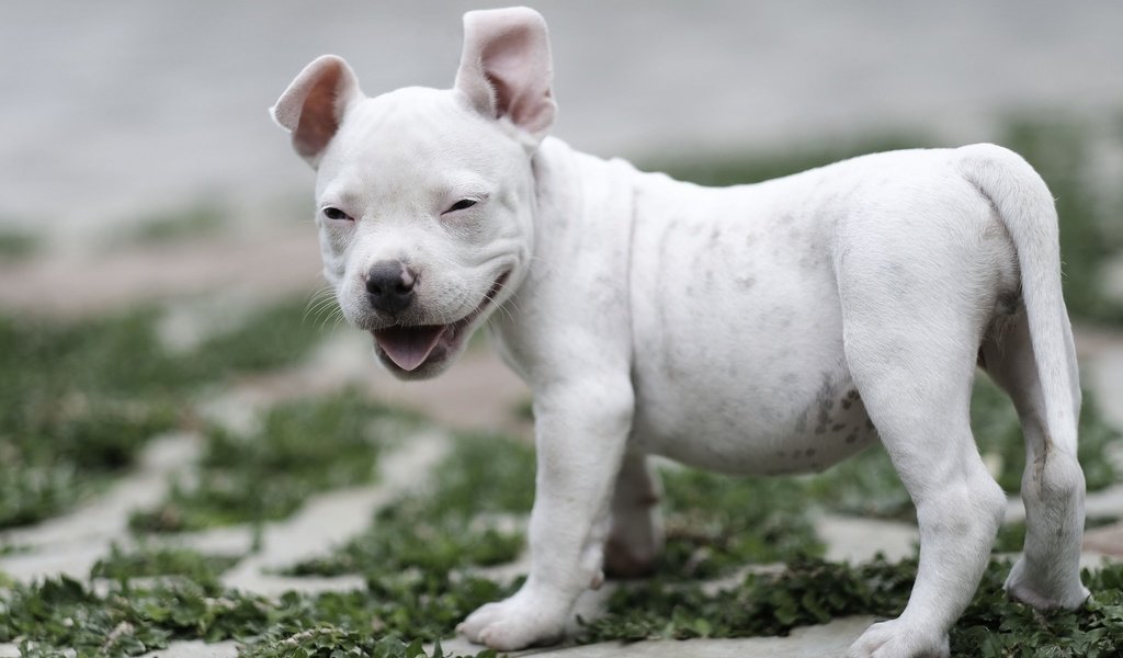 Обои улыбка, собака, щенок, малыш, американский булли, smile, dog, puppy, baby, american bully разрешение 2048x1365 Загрузить
