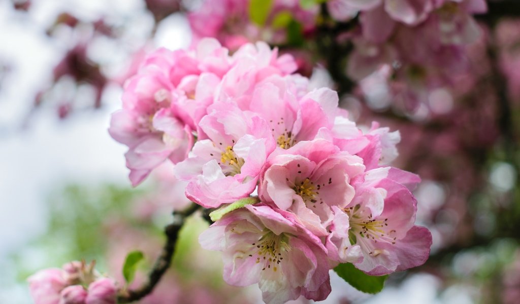Обои ветка, цветение, весна, розовые, сакура, branch, flowering, spring, pink, sakura разрешение 2400x1526 Загрузить