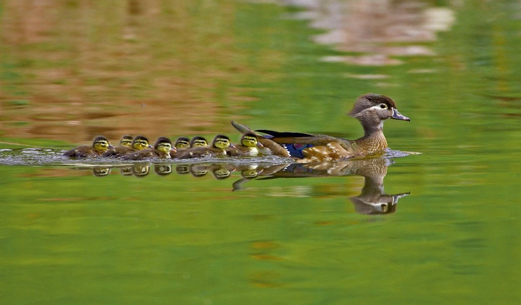 Обои вода, природа, птицы, утята, утки, утка, каролинская утка, water, nature, birds, ducklings, duck, wood duck разрешение 1920x1200 Загрузить