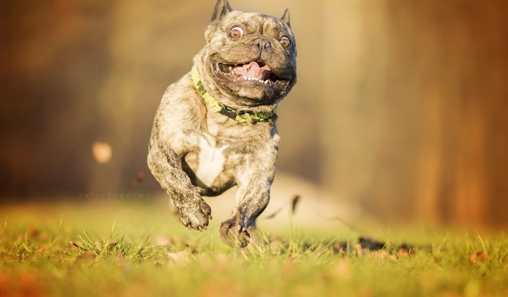 Обои глаза, морда, взгляд, собака, бег, французский бульдог, eyes, face, look, dog, running, french bulldog разрешение 2560x1707 Загрузить