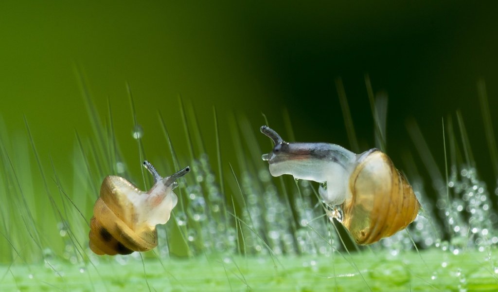 Обои зелень, макро, капли, стекло, улитки, lim choo how, greens, macro, drops, glass, snails разрешение 2972x1800 Загрузить