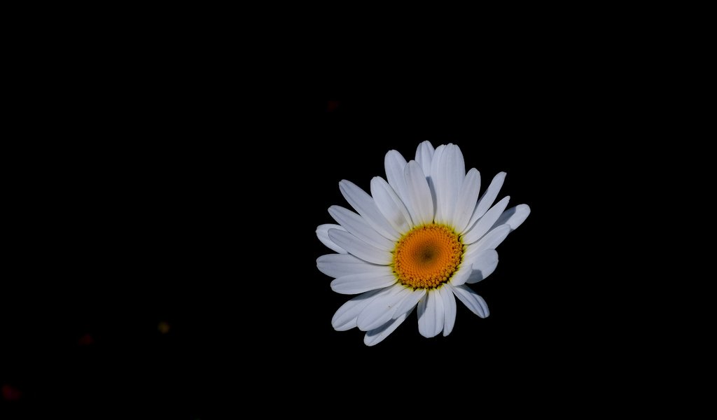 Обои цветок, лепестки, ромашка, черный фон, jazzmatica, flower, petals, daisy, black background разрешение 3746x2424 Загрузить