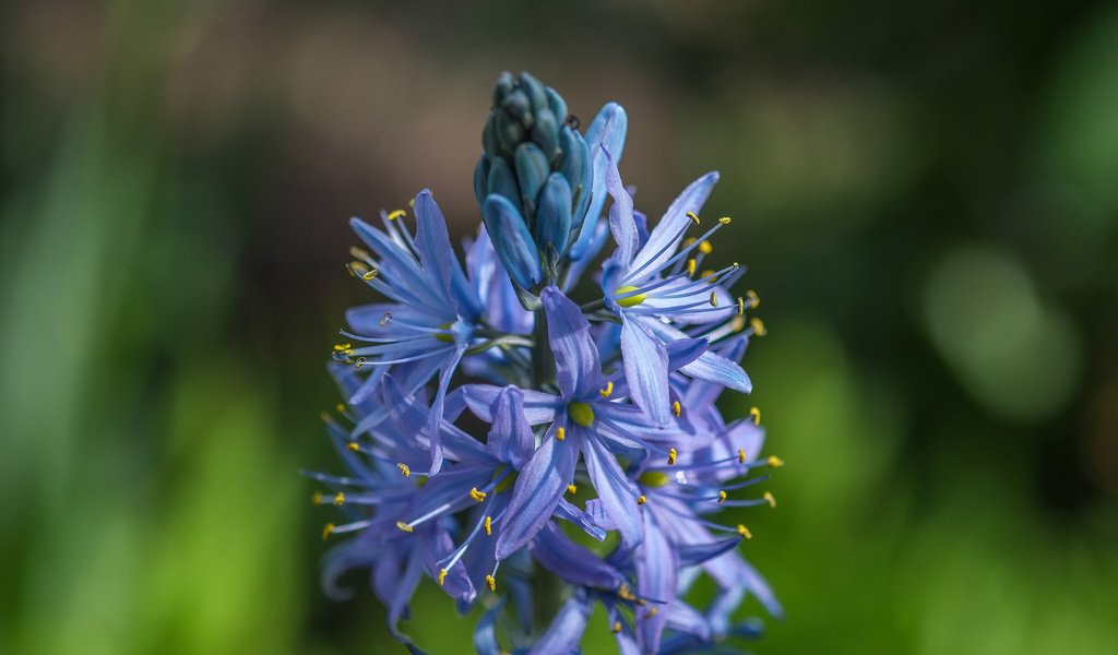 Обои цветы, размытость, растение, соцветия, агапантус, jazzmatica, flowers, blur, plant, inflorescence, agapanthus разрешение 4896x2760 Загрузить