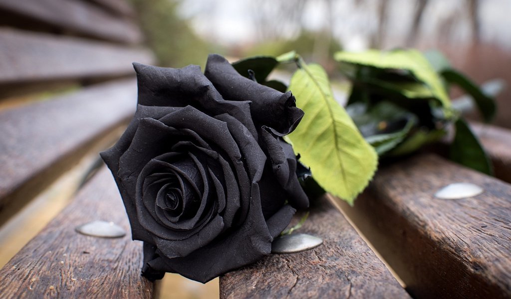 Обои цветок, роза, лепестки, доски, черная, скамья, flower, rose, petals, board, black, bench разрешение 2560x1706 Загрузить