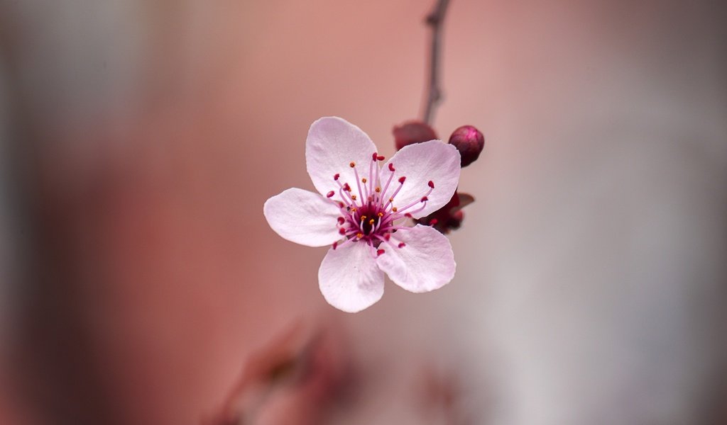 Обои цветение, цветок, размытость, весна, сакура, боке, flowering, flower, blur, spring, sakura, bokeh разрешение 2048x1365 Загрузить