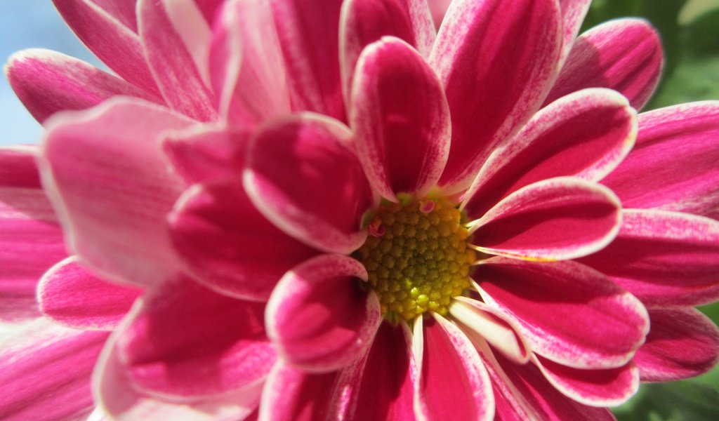 Обои макро, цветок, лепестки, розовый, георгин, macro, flower, petals, pink, dahlia разрешение 4608x3456 Загрузить