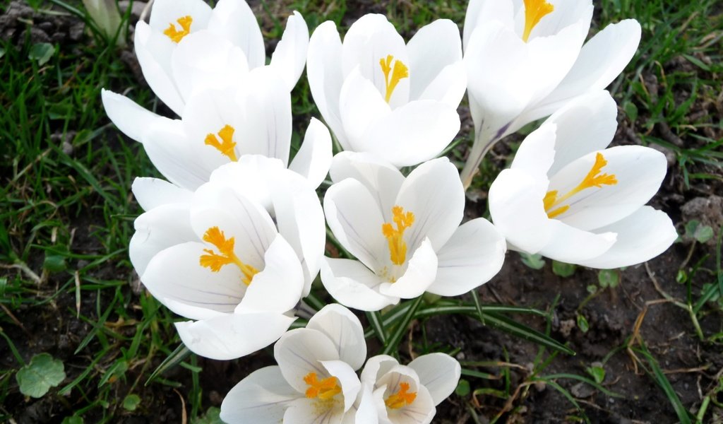 Обои цветы, трава, весна, белые, крокусы, flowers, grass, spring, white, crocuses разрешение 3840x2400 Загрузить