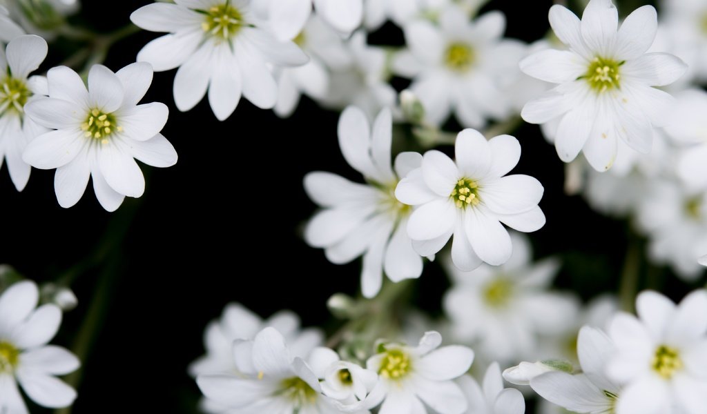 Обои цветы, лепестки, белые, skitterphoto, flowers, petals, white разрешение 4709x3144 Загрузить