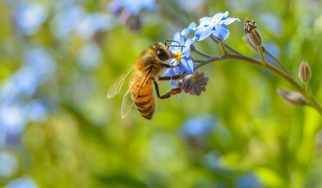 Обои цветы, макро, насекомое, растение, пчела, незабудка, flowers, macro, insect, plant, bee, forget-me-not разрешение 2560x1547 Загрузить