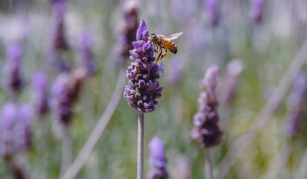 Обои цветы, насекомое, лаванда, пчела, flowers, insect, lavender, bee разрешение 2048x1299 Загрузить