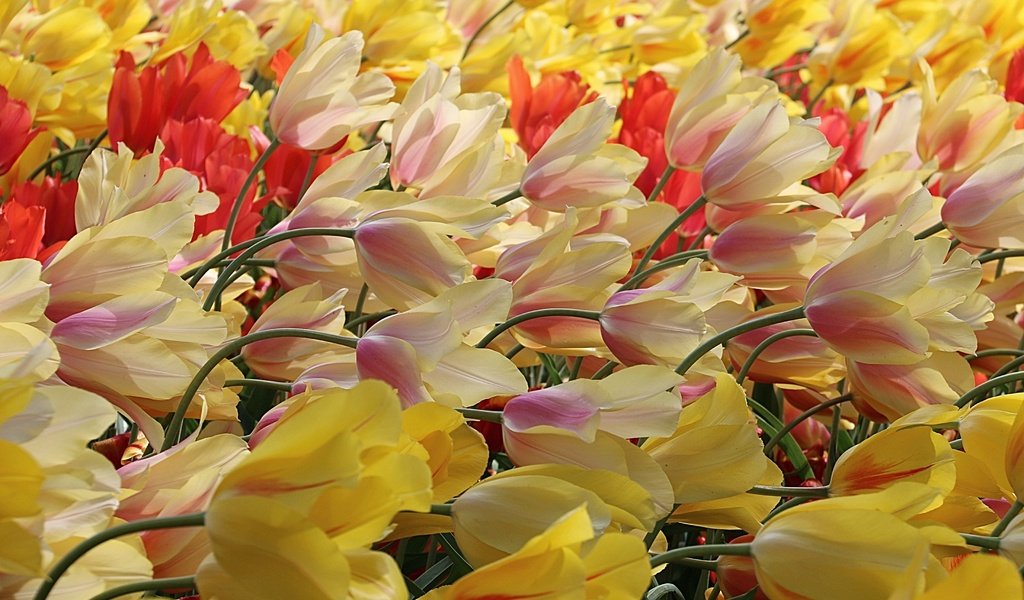 Обои цветы, природа, тюльпаны, flowers, nature, tulips разрешение 3648x2188 Загрузить