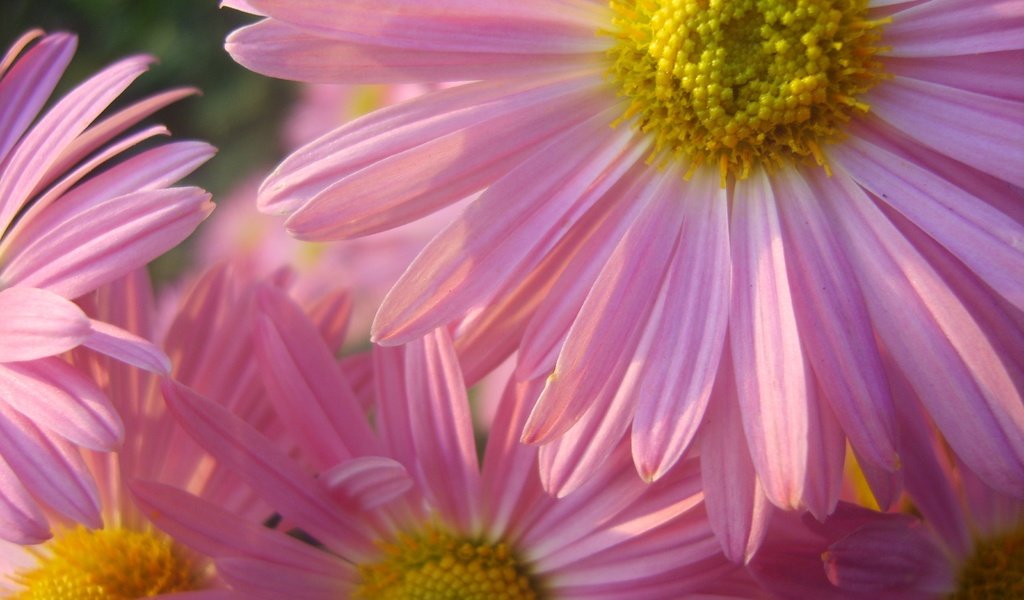 Обои цветы, лепестки, ромашка, розовые, крупным планом, пиретрум розовый, персидская ромашка, пиретрум, flowers, petals, daisy, pink, closeup, pyrethrum pink разрешение 3264x2448 Загрузить