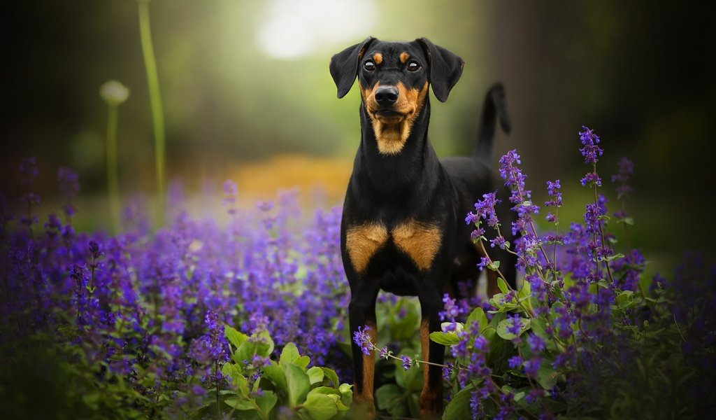 Обои цветы, собака, боке, tinkerbell, доберман-пинчер, flowers, dog, bokeh, doberman pinscher разрешение 2048x1342 Загрузить