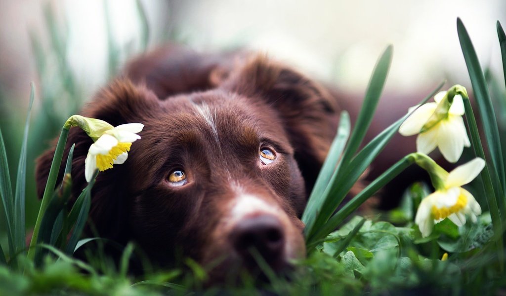 Обои глаза, цветы, взгляд, собака, нарциссы, бордер-колли, iza łysoń, eyes, flowers, look, dog, daffodils, the border collie разрешение 2000x1336 Загрузить