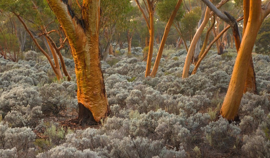 Обои деревья, стволы, австралия, эвкалипт, trees, trunks, australia, eucalyptus разрешение 1920x1200 Загрузить