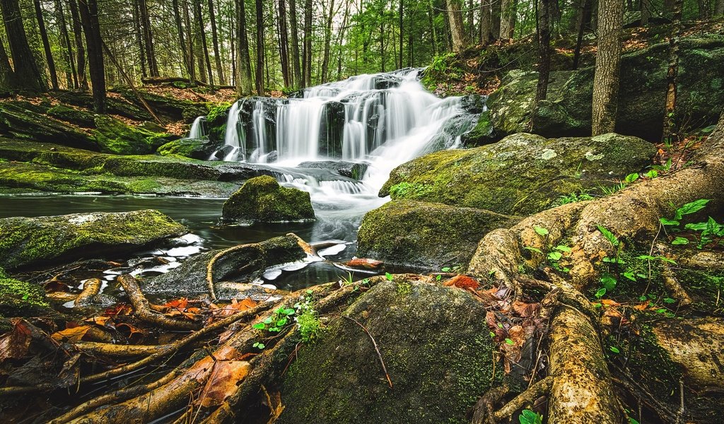 Обои деревья, лес, водопад, корни, каскад, trees, forest, waterfall, roots, cascade разрешение 2048x1267 Загрузить