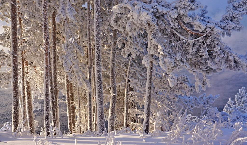 Обои деревья, снег, зима, иней, trees, snow, winter, frost разрешение 2400x1595 Загрузить