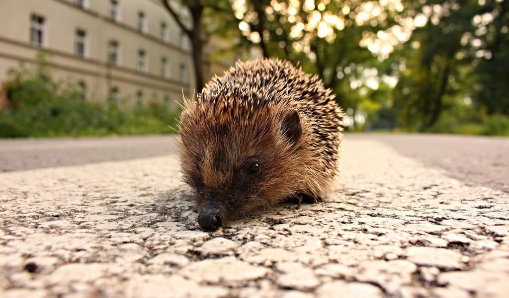 Обои дорога, город, животное, ежик, еж, road, the city, animal, hedgehog разрешение 5184x3456 Загрузить