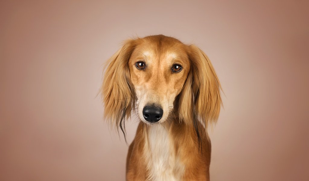 Обои глаза, фон, взгляд, собака, рыжая, kenny, салюки, eyes, background, look, dog, red, saluki разрешение 2048x1367 Загрузить