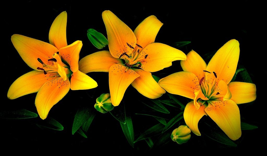 Обои цветы, бутоны, лепестки, черный фон, лилии, желтые, flowers, buds, petals, black background, lily, yellow разрешение 3840x2160 Загрузить