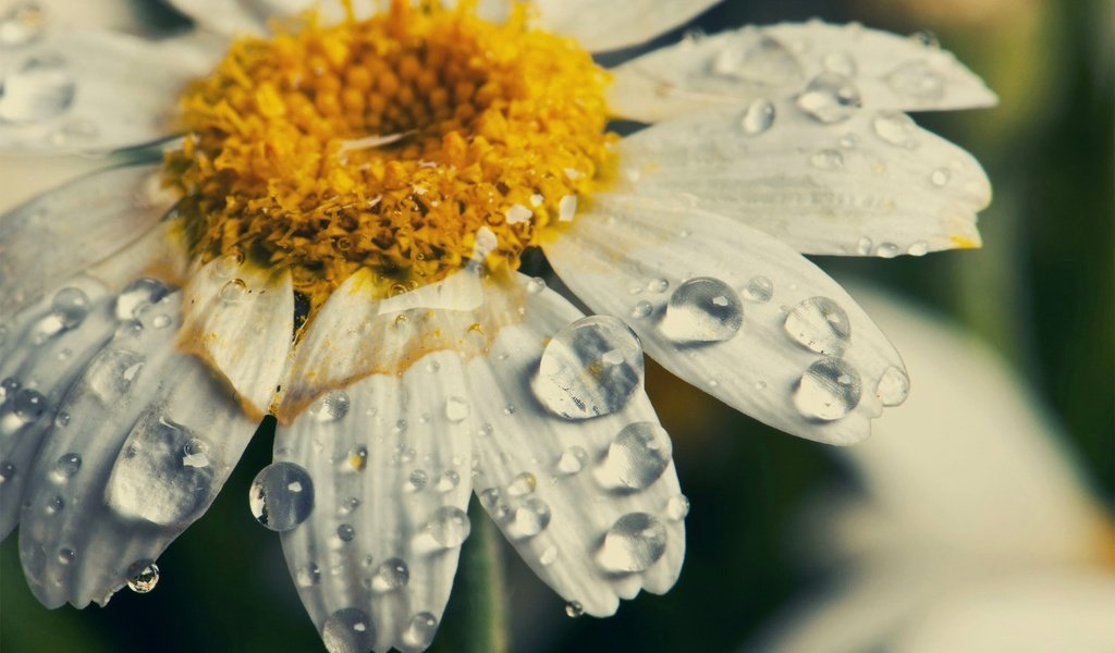 Обои макро, цветок, капли, лепестки, ромашка, macro, flower, drops, petals, daisy разрешение 1980x1315 Загрузить