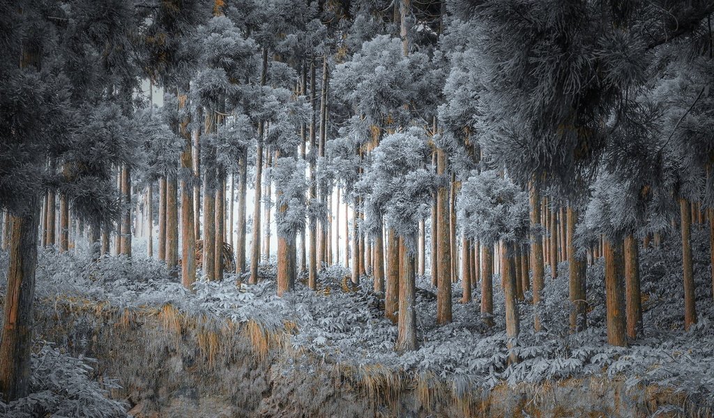 Обои деревья, природа, лес, зима, иней, trees, nature, forest, winter, frost разрешение 2000x1171 Загрузить