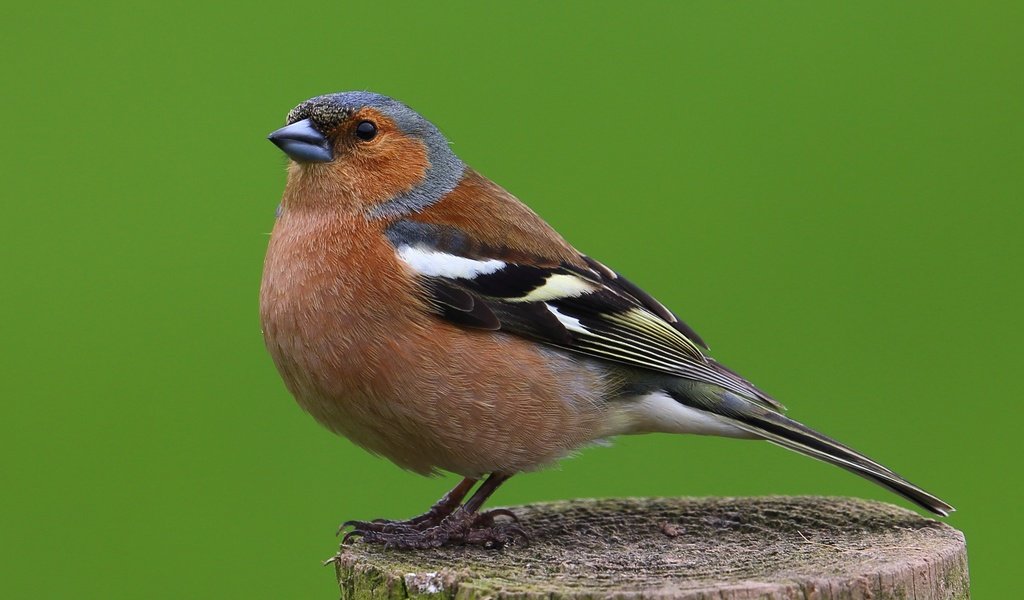 Обои птицы, птица, животное, самец, зяблик, birds, bird, animal, male, chaffinch разрешение 2648x1900 Загрузить