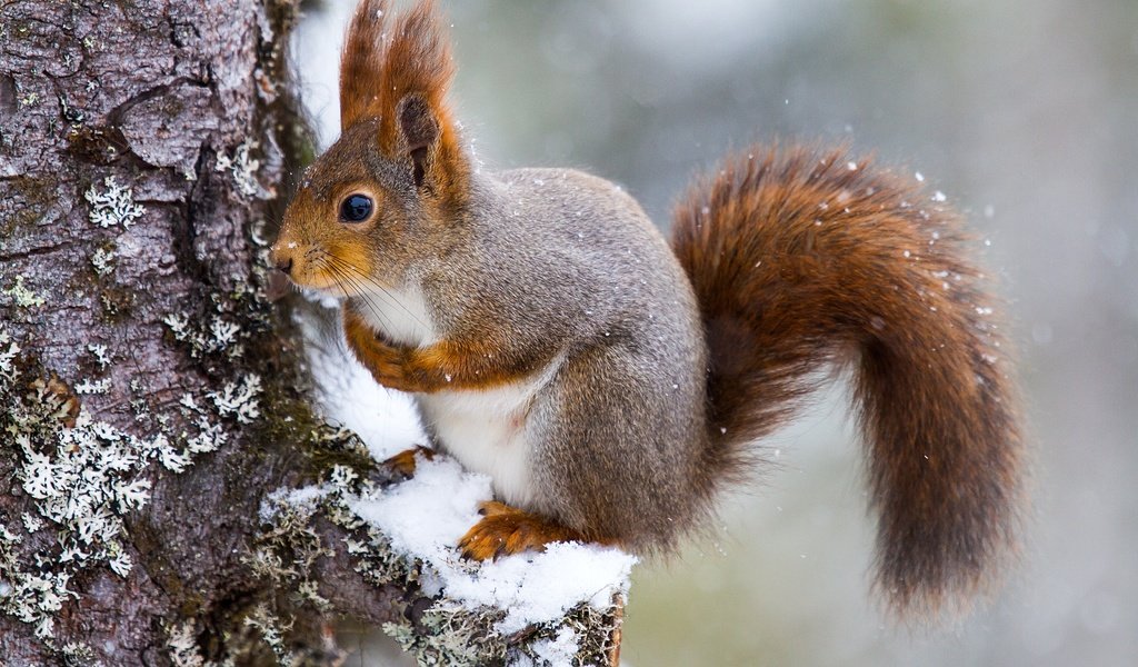 Обои снег, дерево, белка, хвост, белочка, грызун, snow, tree, protein, tail, squirrel, rodent разрешение 5184x3456 Загрузить