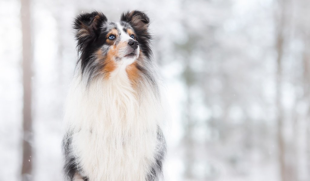 Обои снег, фон, собака, боке, snow, background, dog, bokeh разрешение 4170x2780 Загрузить