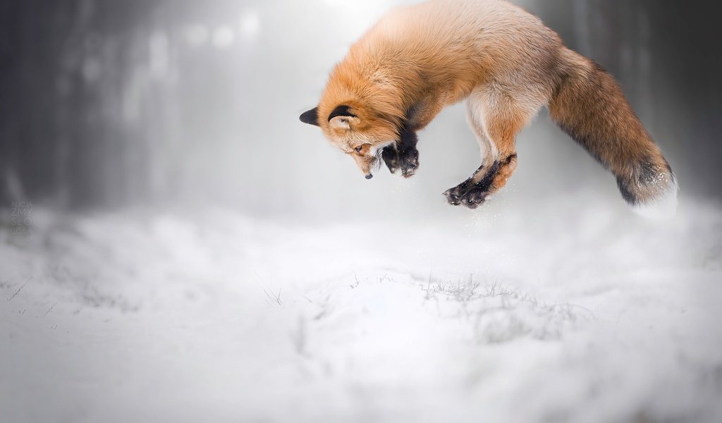 Обои снег, зима, лиса, лисица, животное, охота, snow, winter, fox, animal, hunting разрешение 2048x1365 Загрузить