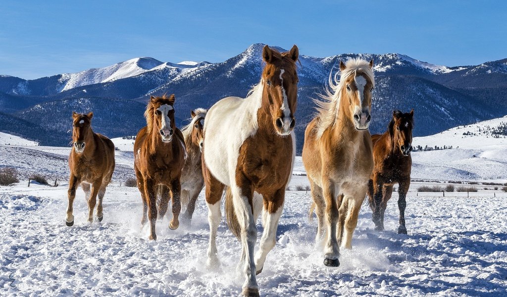 Обои снег, зима, лошади, кони, табун, snow, winter, horse, horses, the herd разрешение 2048x1365 Загрузить