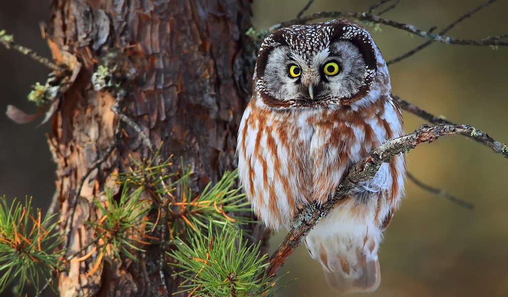 Обои сова, ветка, сидит, птица, ель, на, зеленоглазая, owl, branch, sitting, bird, spruce, on, green-eyed разрешение 2048x1365 Загрузить