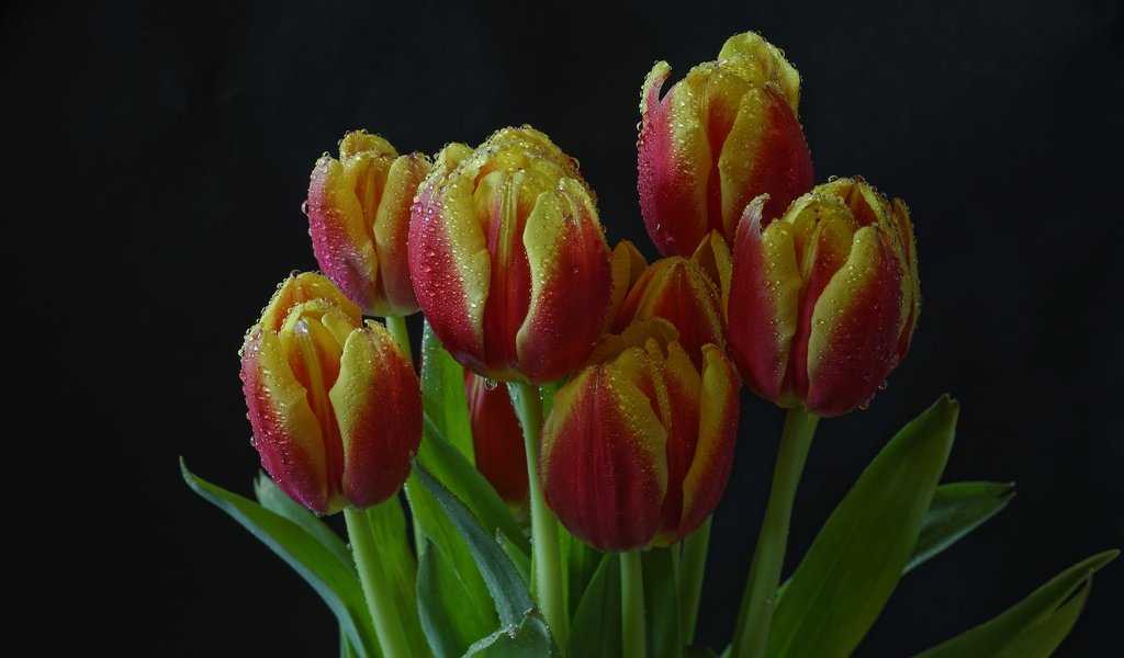Обои цветы, темный фон, тюльпаны, капельки воды, flowers, the dark background, tulips, droplets of water разрешение 5000x3404 Загрузить