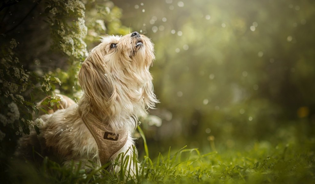 Обои трава, цветение, собака, боке, dackelpuppy, maggie, grass, flowering, dog, bokeh разрешение 2048x1353 Загрузить