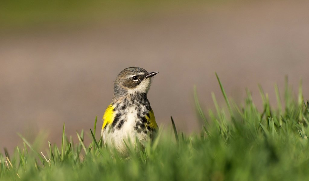 Обои трава, природа, птица, клюв, grass, nature, bird, beak разрешение 2048x1326 Загрузить