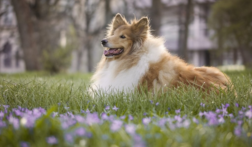 Обои цветы, трава, собака, боке, колли, длинношёрстный колли, flowers, grass, dog, bokeh, collie, rough collie разрешение 6000x4000 Загрузить