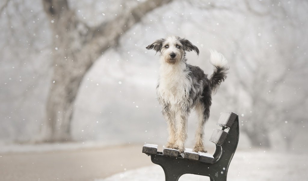 Обои снег, зима, собака, друг, скамья, calis pictures, snow, winter, dog, each, bench разрешение 2560x1707 Загрузить