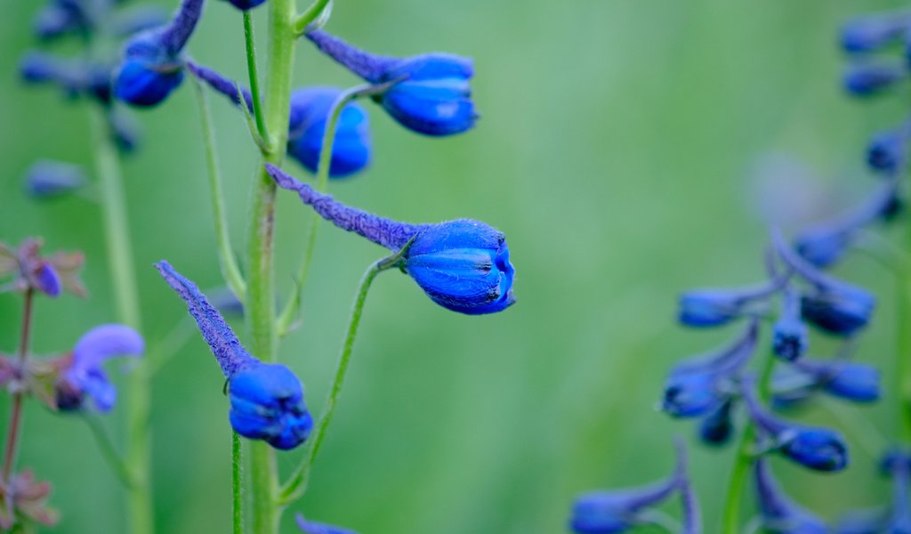 Обои цветы, синие, дельфиниум, jazzmatica, flowers, blue, delphinium разрешение 4896x2760 Загрузить