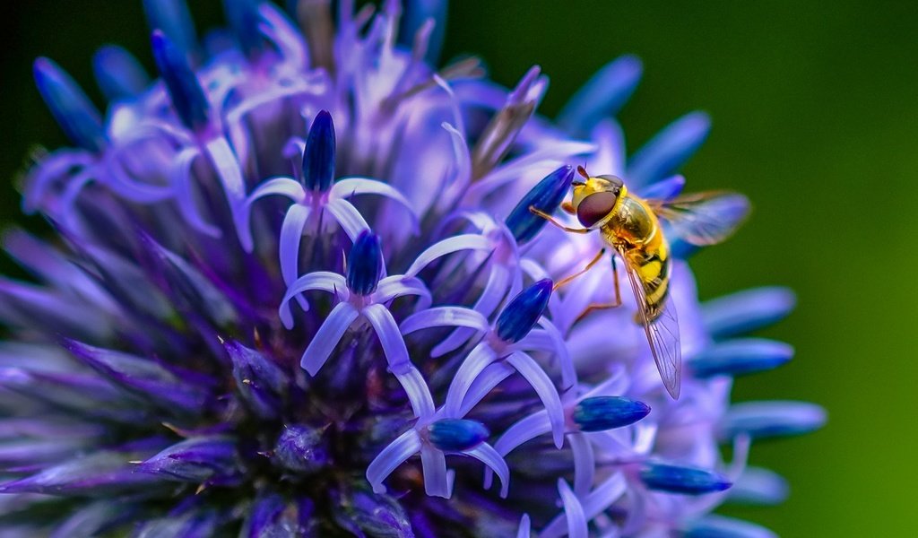 Обои насекомое, цветок, пчела, insect, flower, bee разрешение 1938x1276 Загрузить