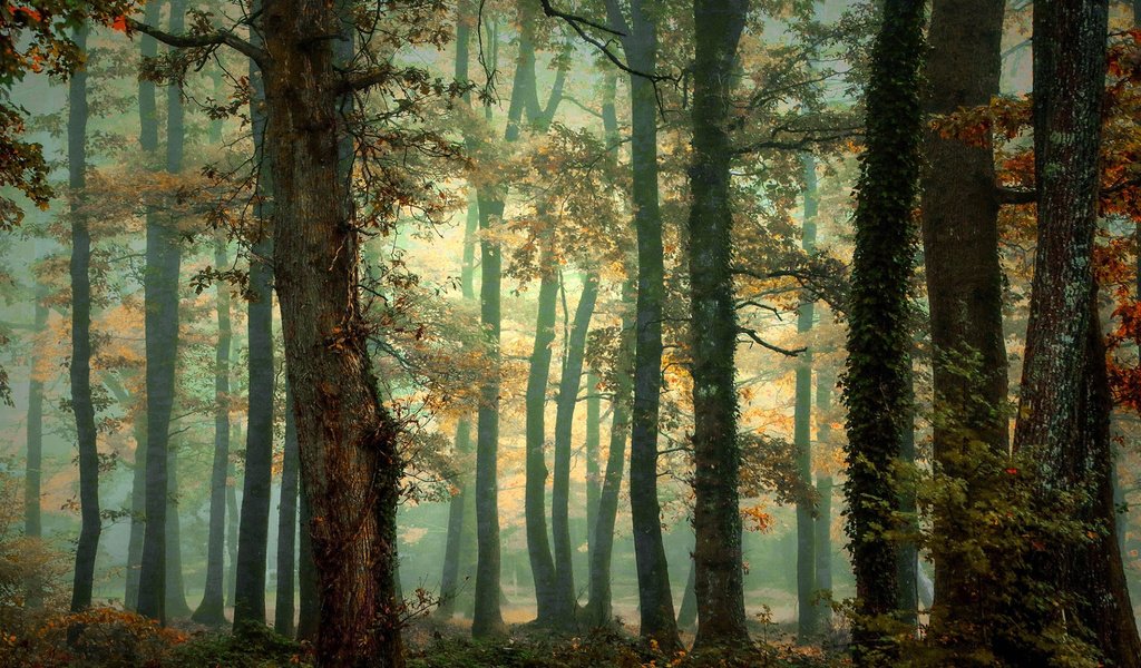 Обои деревья, природа, лес, осень, trees, nature, forest, autumn разрешение 1920x1200 Загрузить