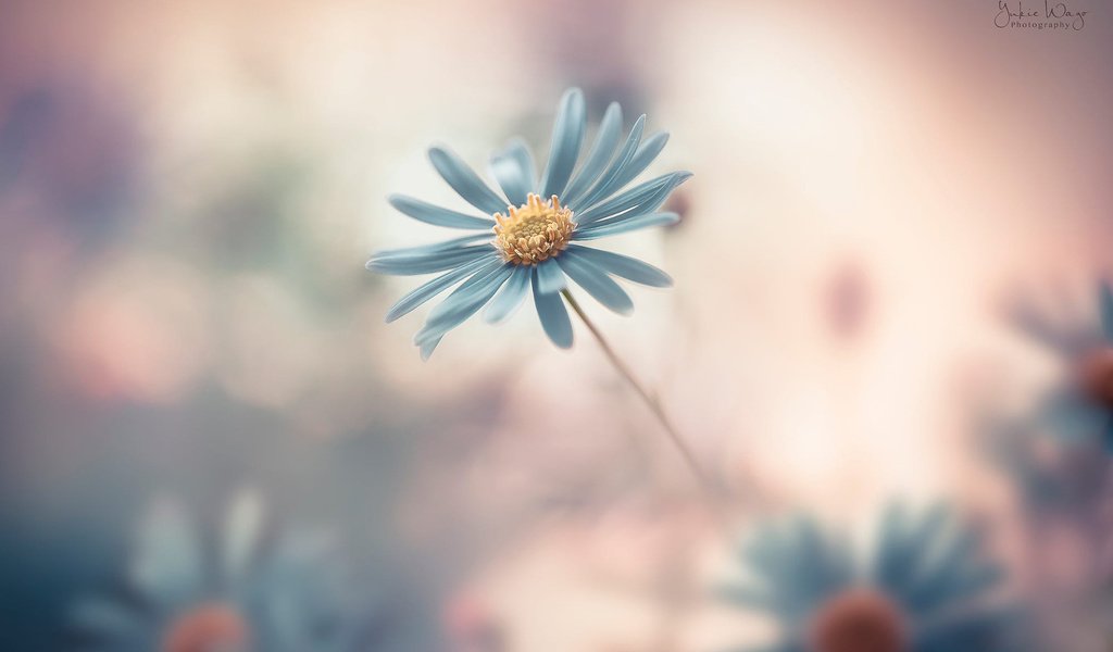 Обои цветок, лепестки, размытость, маргаритка, flower, petals, blur, daisy разрешение 1920x1200 Загрузить