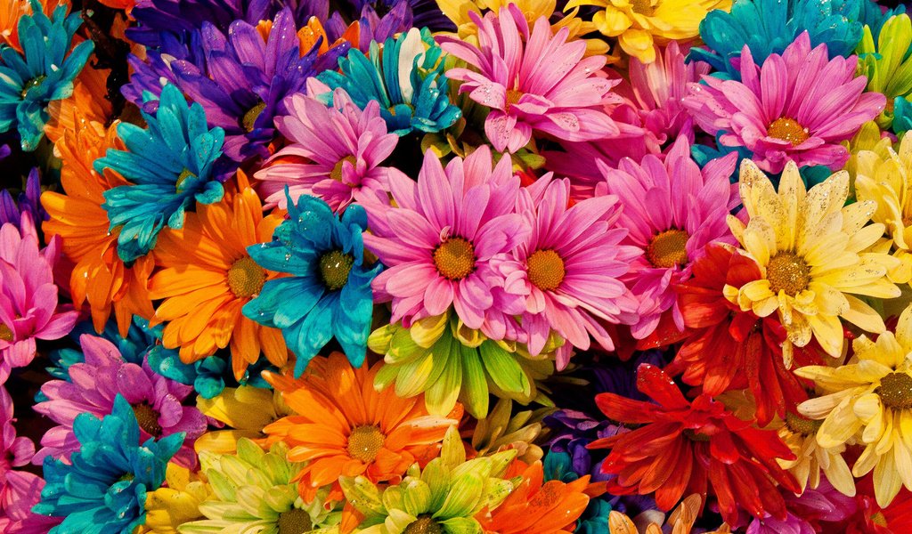 Обои цветы, лепестки, разноцветные, маргаритки, tina logan, colored daisies, flowers, petals, colorful, daisy разрешение 1920x1200 Загрузить