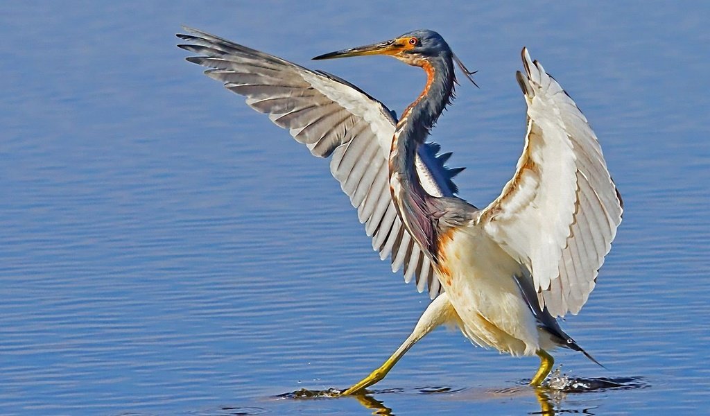 Обои вода, крылья, птица, клюв, цапля, water, wings, bird, beak, heron разрешение 1920x1080 Загрузить